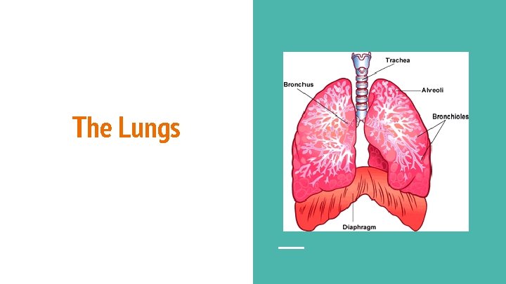 The Lungs 