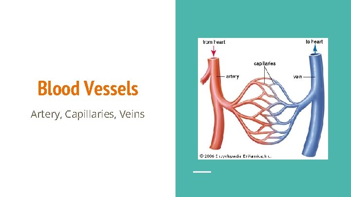 Blood Vessels Artery, Capillaries, Veins 