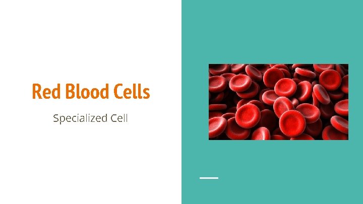 Red Blood Cells Specialized Cell 