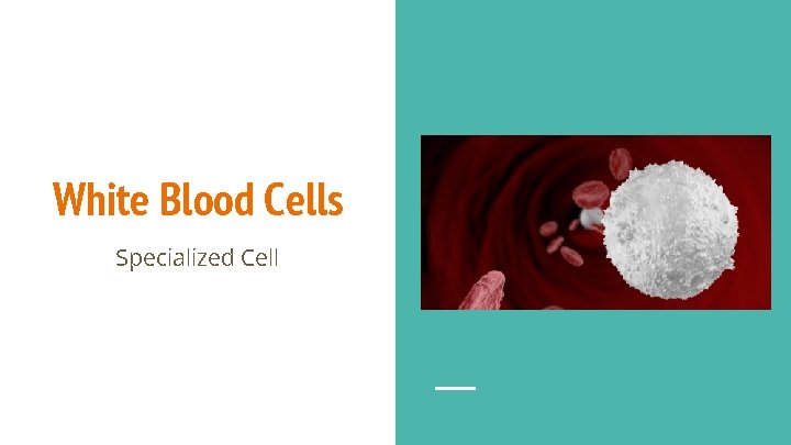White Blood Cells Specialized Cell 