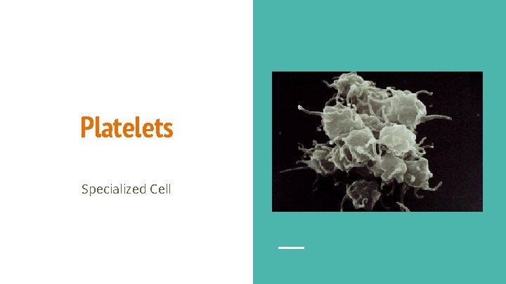 Platelets Specialized Cell 