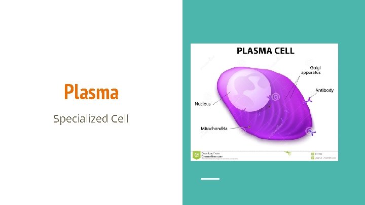 Plasma Specialized Cell 