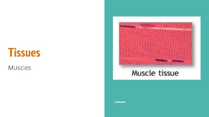 Tissues Muscles 