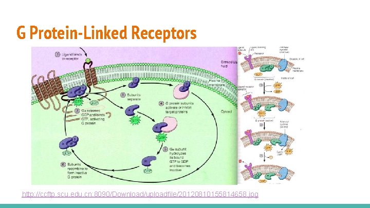 G Protein-Linked Receptors http: //ccftp. scu. edu. cn: 8090/Download/uploadfile/20120810155814658. jpg 