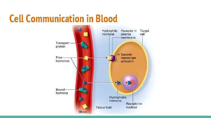 Cell Communication in Blood 