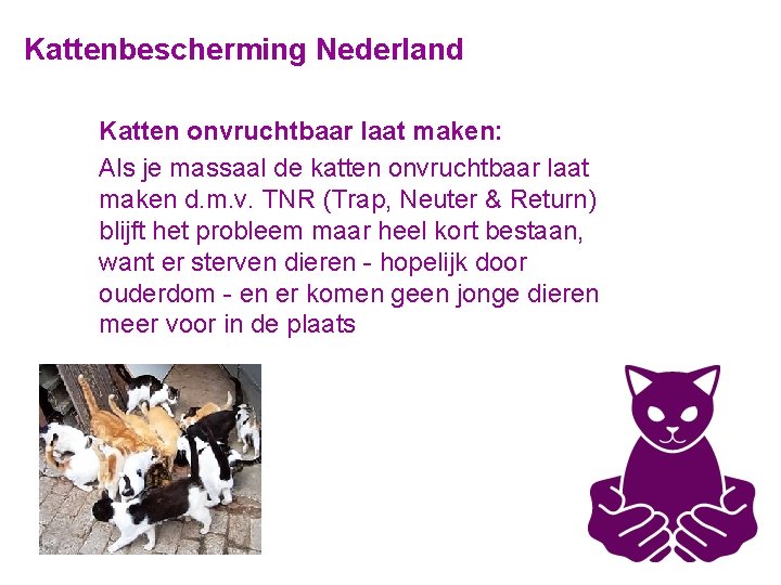 Kattenbescherming Nederland Katten onvruchtbaar laat maken: Als je massaal de katten onvruchtbaar laat maken