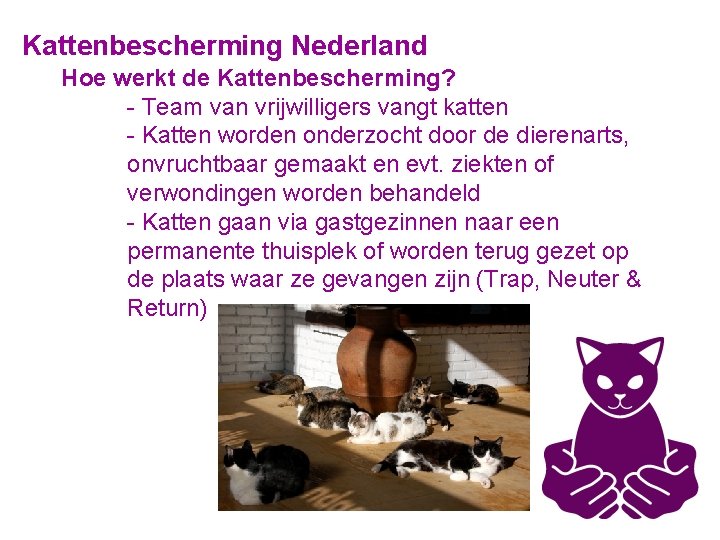 Kattenbescherming Nederland Hoe werkt de Kattenbescherming? - Team van vrijwilligers vangt katten - Katten