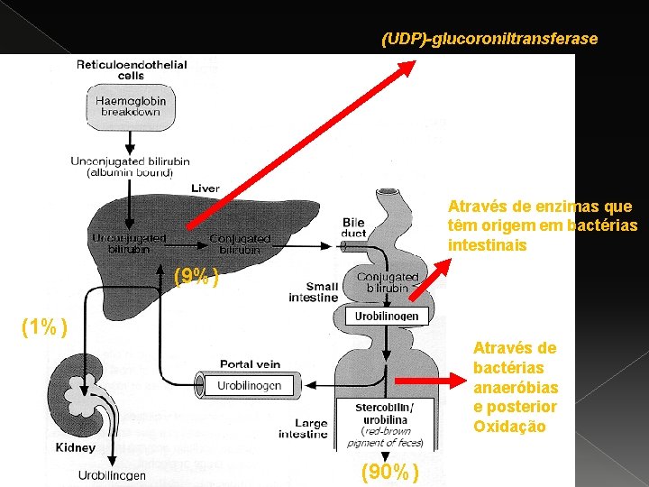 (UDP)-glucoroniltransferase Através de enzimas que têm origem em bactérias intestinais (9%) (1%) Através de