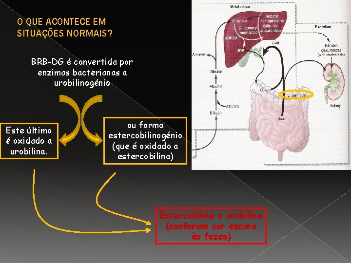 O QUE ACONTECE EM SITUAÇÕES NORMAIS? BRB-DG é convertida por enzimas bacterianas a urobilinogénio