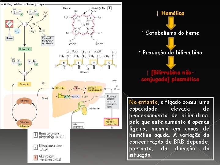 ↑ Hemólise ↑ Catabolismo do heme ↑ Produção de bilirrubina ↑ [Bilirrubina nãoconjugada] plasmática