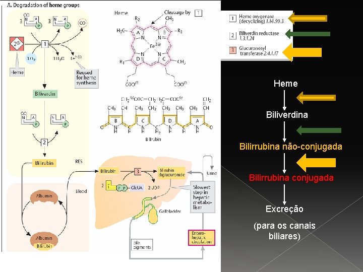 Heme Biliverdina Bilirrubina não-conjugada Bilirrubina conjugada Excreção (para os canais biliares) 