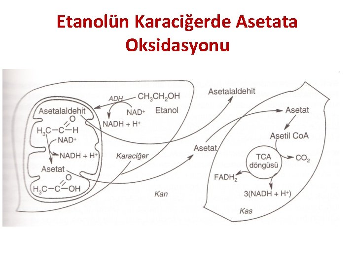 Etanolün Karaciğerde Asetata Oksidasyonu 