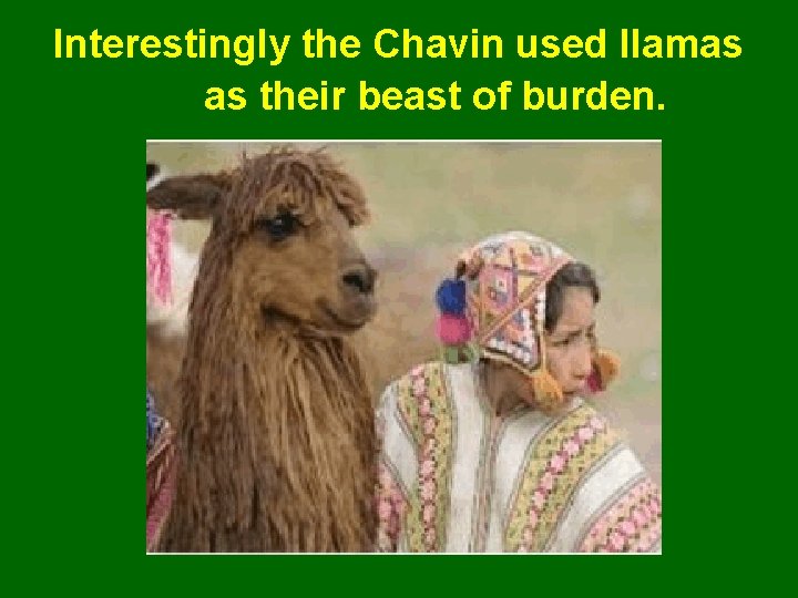 Interestingly the Chavin used llamas as their beast of burden. 