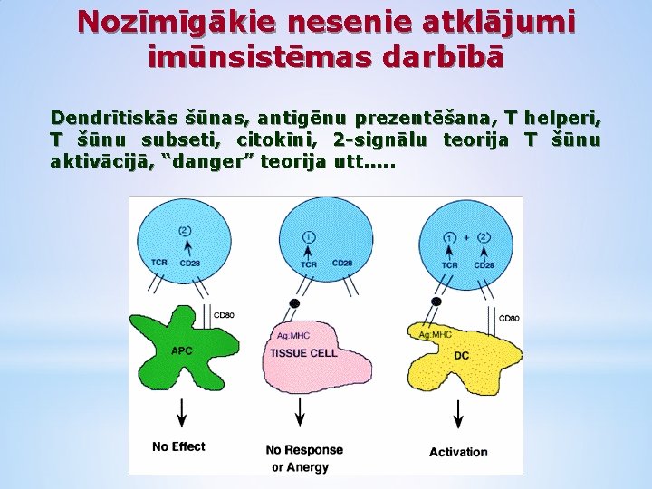 Nozīmīgākie nesenie atklājumi imūnsistēmas darbībā Dendrītiskās šūnas, antigēnu prezentēšana, T helperi, T šūnu subseti,