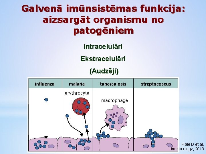 Galvenā imūnsistēmas funkcija: aizsargāt organismu no patogēniem Intracelulāri Ekstracelulāri (Audzēji) Male D et al,