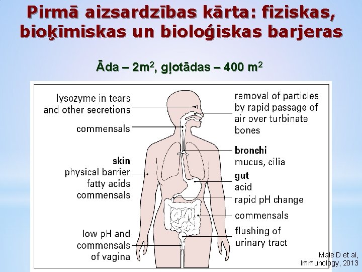 Pirmā aizsardzības kārta: fiziskas, bioķīmiskas un bioloģiskas barjeras Āda – 2 m 2, gļotādas