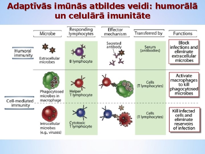 Adaptīvās imūnās atbildes veidi: humorālā un celulārā imunitāte 