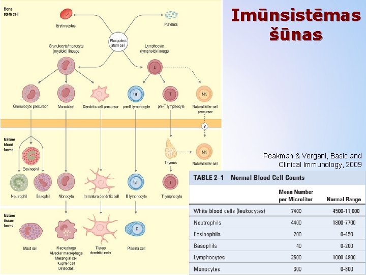 Imūnsistēmas šūnas Peakman & Vergani, Basic and Clinical Immunology, 2009 