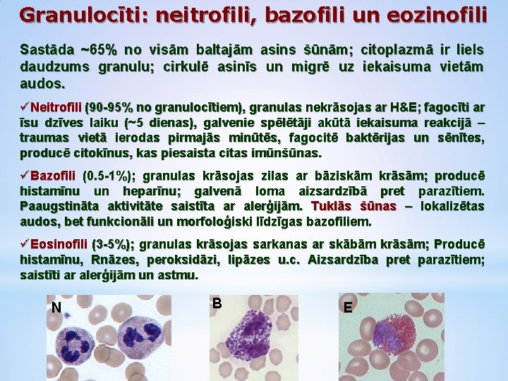 Granulocīti: neitrofili, bazofili un eozinofili Sastāda ~65% no visām baltajām asins šūnām; citoplazmā ir