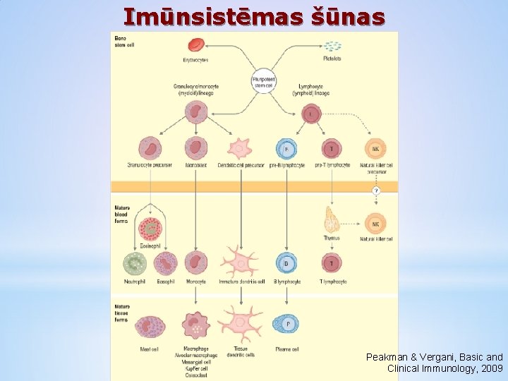 Imūnsistēmas šūnas Peakman & Vergani, Basic and Clinical Immunology, 2009 