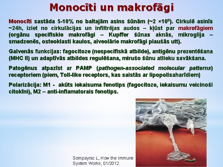 Monocīti un makrofāgi Monocīti sastāda 5 -10% no baltajām asins šūnām (~2 × 109).