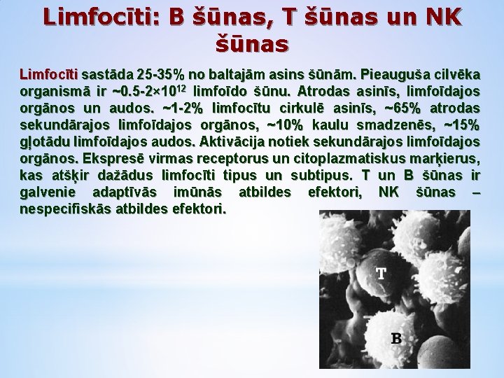 Limfocīti: B šūnas, T šūnas un NK šūnas Limfocīti sastāda 25 -35% no baltajām