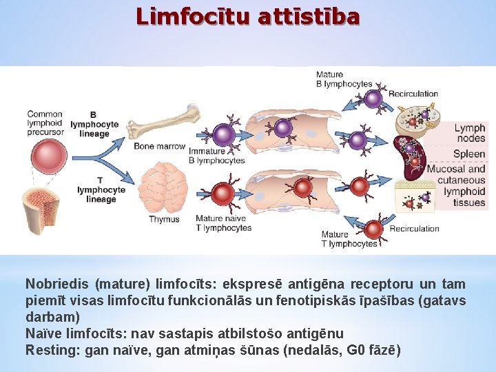 Limfocītu attīstība Nobriedis (mature) limfocīts: ekspresē antigēna receptoru un tam piemīt visas limfocītu funkcionālās