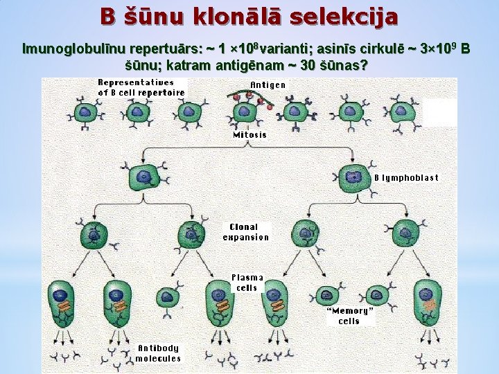 B šūnu klonālā selekcija Imunoglobulīnu repertuārs: ~ 1 × 108 varianti; asinīs cirkulē ~