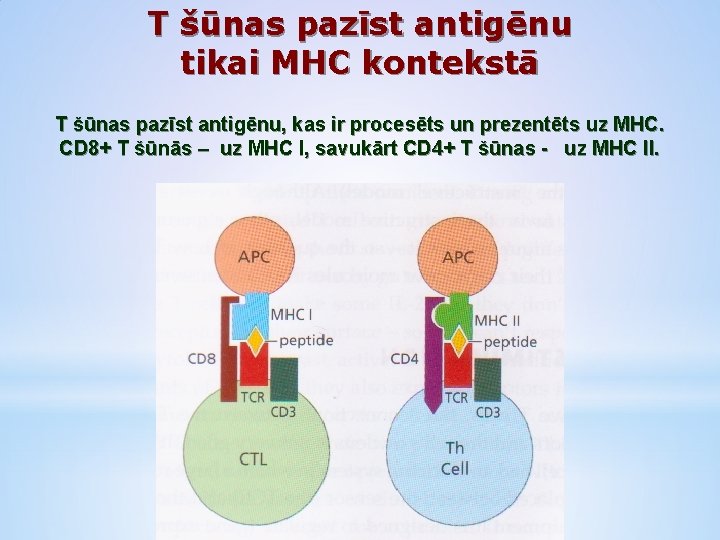 T šūnas pazīst antigēnu tikai MHC kontekstā T šūnas pazīst antigēnu, kas ir procesēts