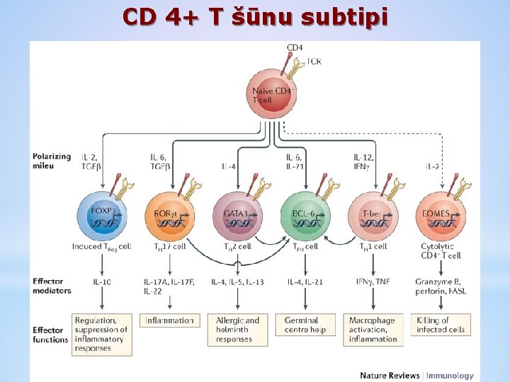 CD 4+ T šūnu subtipi 