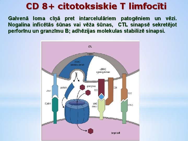 CD 8+ citotoksiskie T limfocīti Galvenā loma cīņā pret intarcelulāriem patogēniem un vēzi. Nogalina