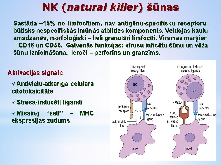 NK (natural killer) šūnas Sastāda ~15% no limfocītiem, nav antigēnu-specifisku receptoru, būtisks nespecifiskās imūnās