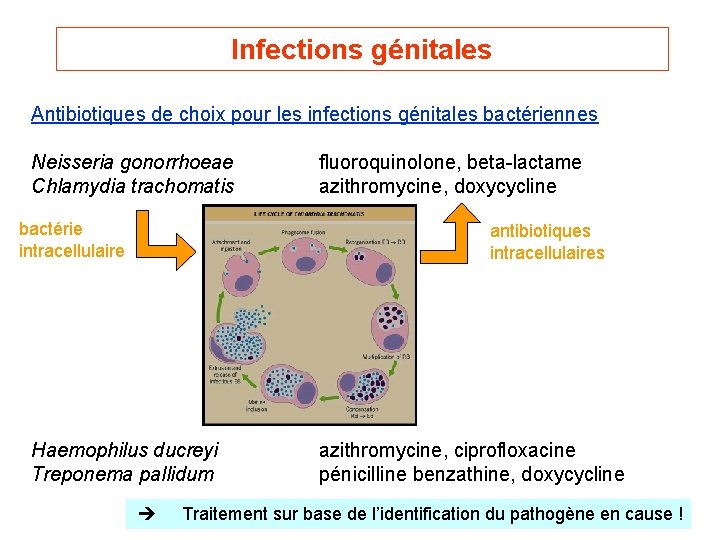 Infections génitales Antibiotiques de choix pour les infections génitales bactériennes Neisseria gonorrhoeae Chlamydia trachomatis