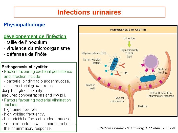 Infections urinaires Physiopathologie développement de l’infection - taille de l’inoculum - virulence du microorganisme
