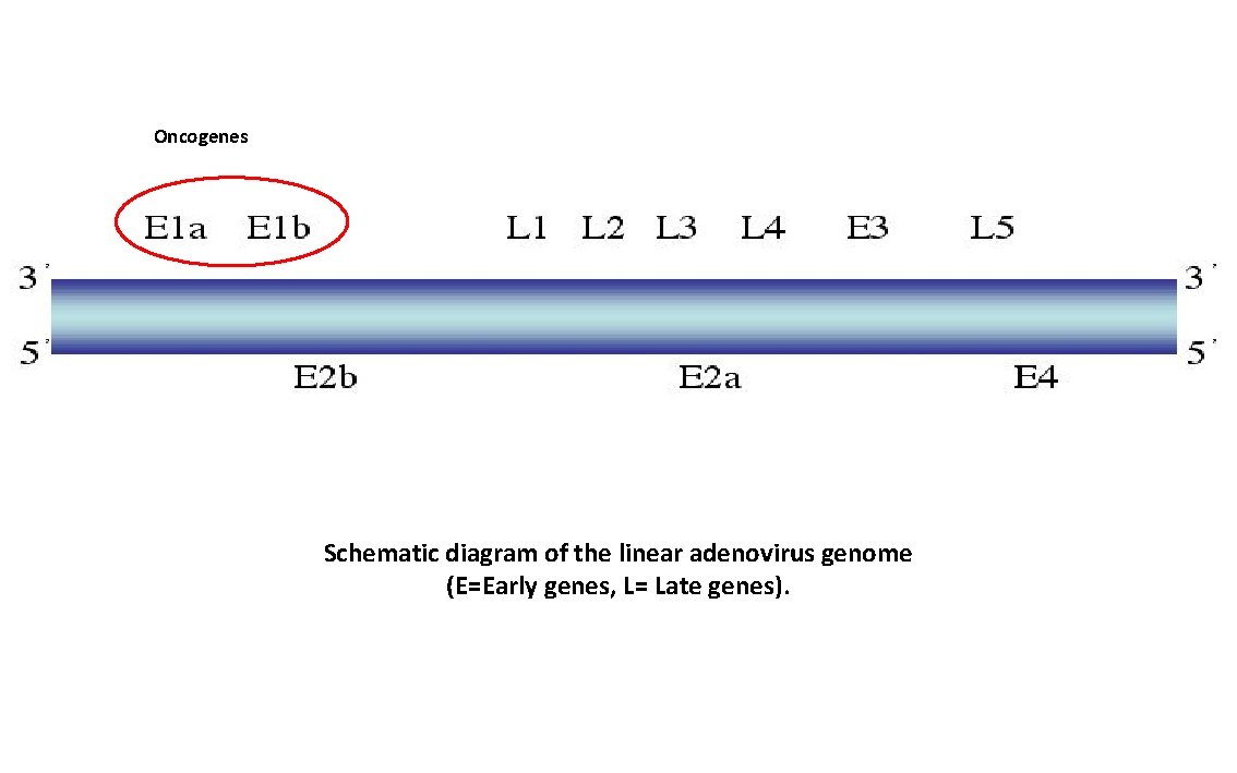 Oncogenes Schematic diagram of the linear adenovirus genome (E=Early genes, L= Late genes). 