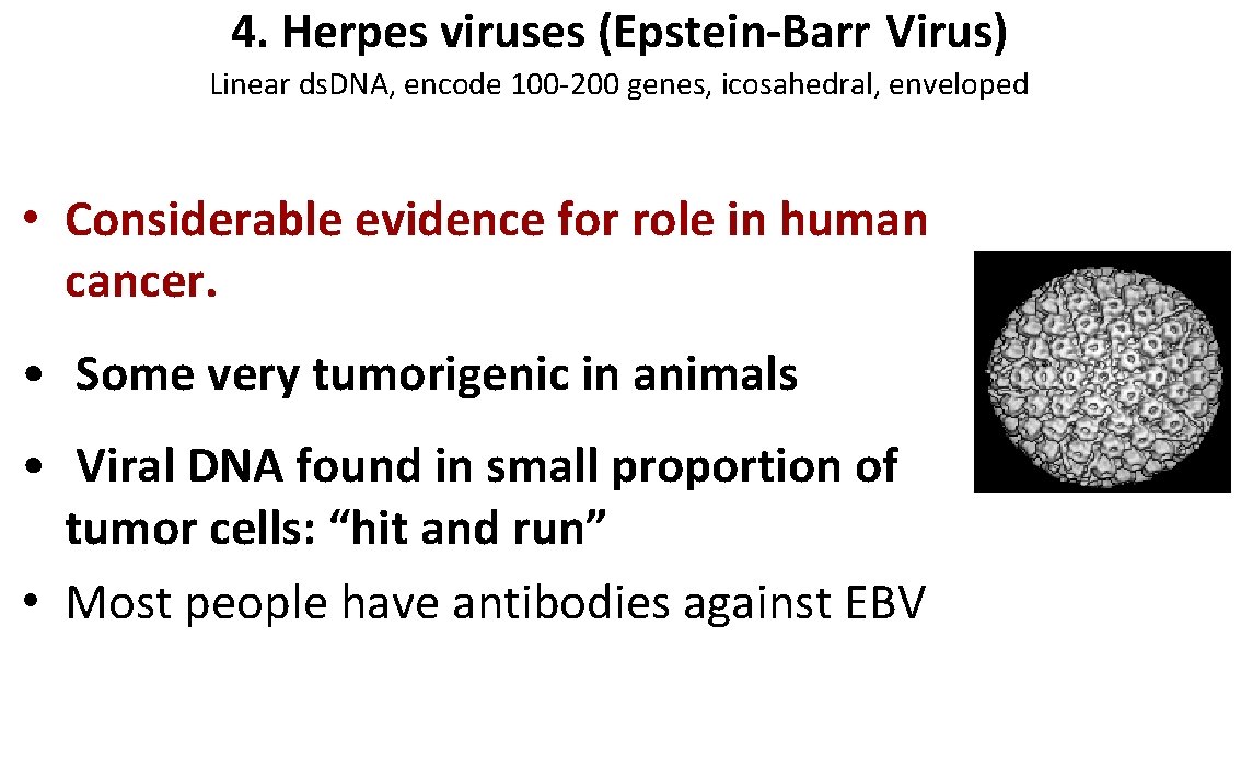 4. Herpes viruses (Epstein-Barr Virus) Linear ds. DNA, encode 100 -200 genes, icosahedral, enveloped