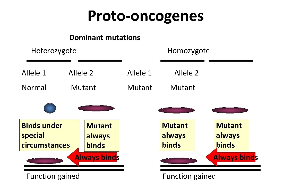 Proto-oncogenes Dominant mutations Heterozygote Homozygote Allele 1 Allele 2 Normal Mutant Binds under special