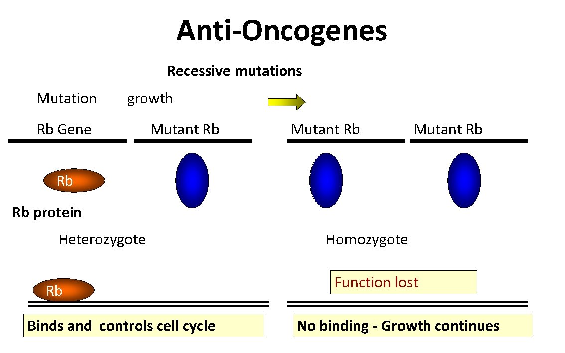 Anti-Oncogenes Recessive mutations Mutation growth Rb Gene Mutant Rb Rb Rb protein Heterozygote Rb