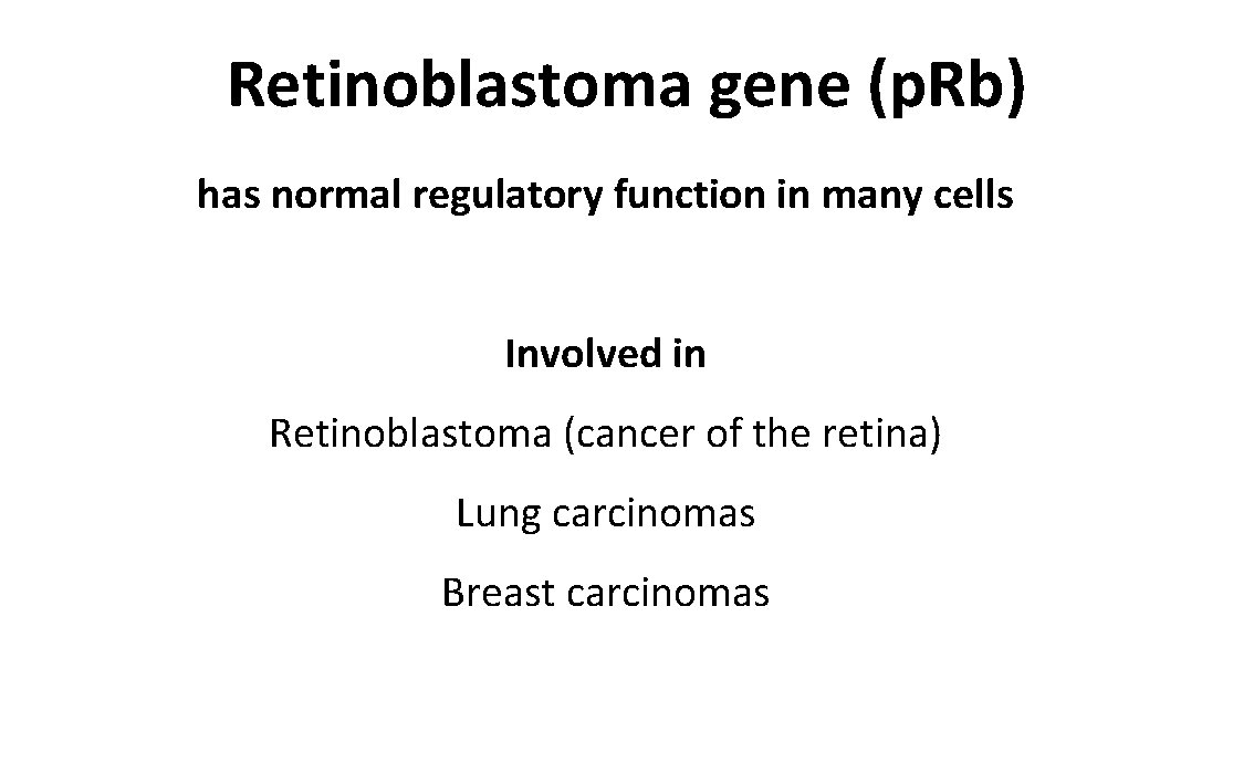 Retinoblastoma gene (p. Rb) has normal regulatory function in many cells Involved in Retinoblastoma