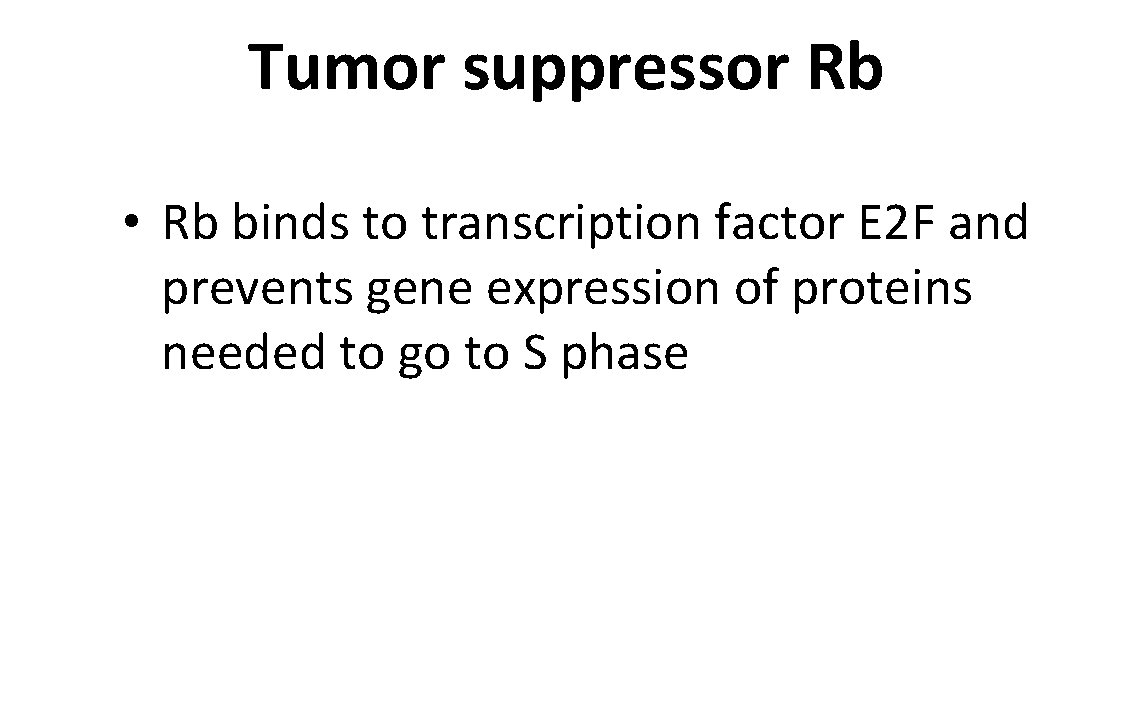 Tumor suppressor Rb • Rb binds to transcription factor E 2 F and prevents