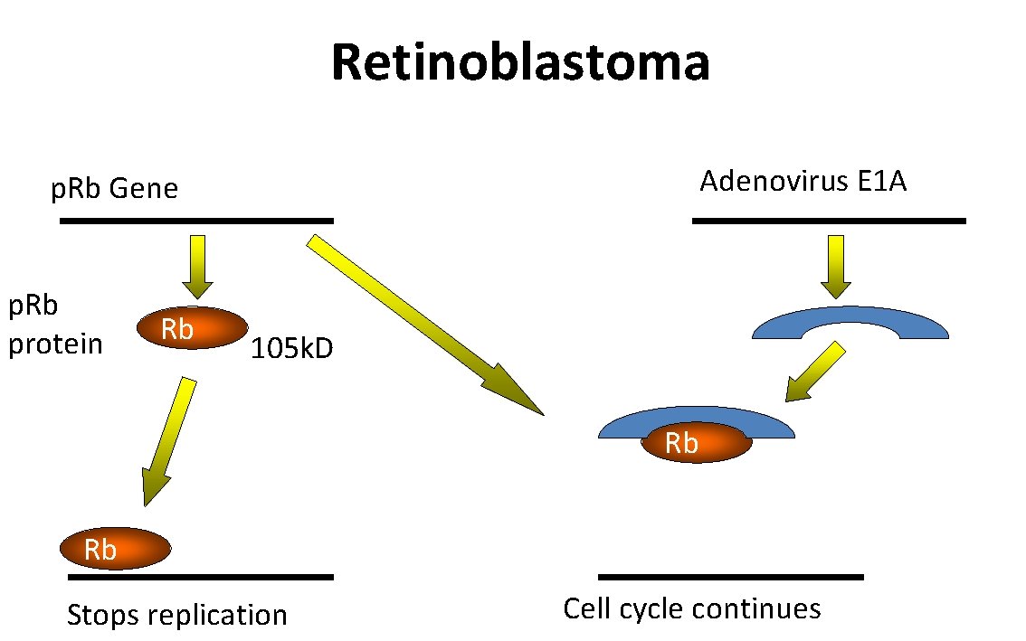 Retinoblastoma Adenovirus E 1 A p. Rb Gene p. Rb protein Rb 105 k.