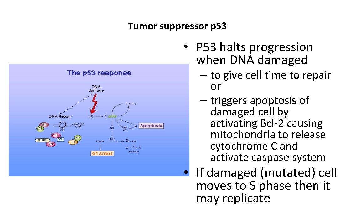 Tumor suppressor p 53 • P 53 halts progression when DNA damaged – to