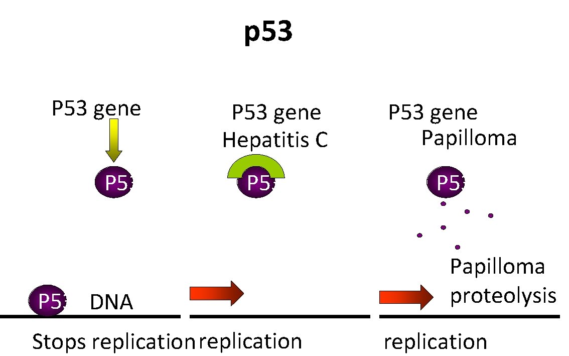p 53 P 53 gene Hepatitis C P 53 DNA Stops replication P 53