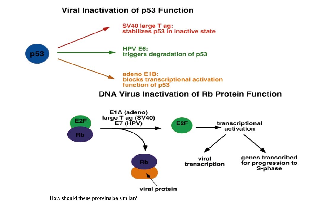 How should these proteins be similar? 