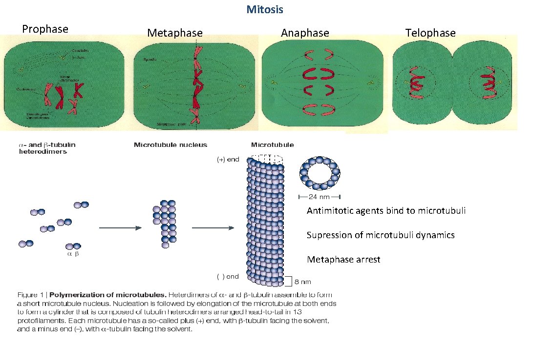 Mitosis Prophase Metaphase Anaphase Telophase Antimitotic agents bind to microtubuli Supression of microtubuli dynamics