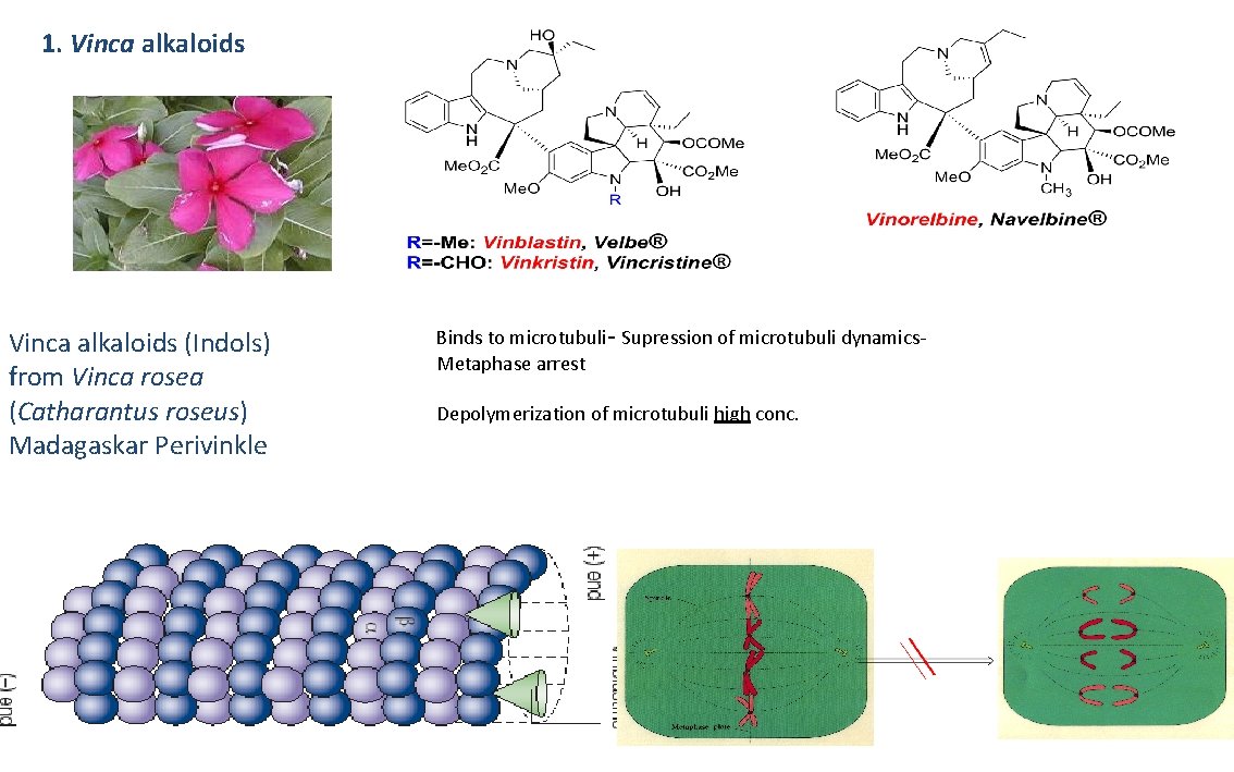 1. Vinca alkaloids (Indols) from Vinca rosea (Catharantus roseus) Madagaskar Perivinkle Binds to microtubuli-