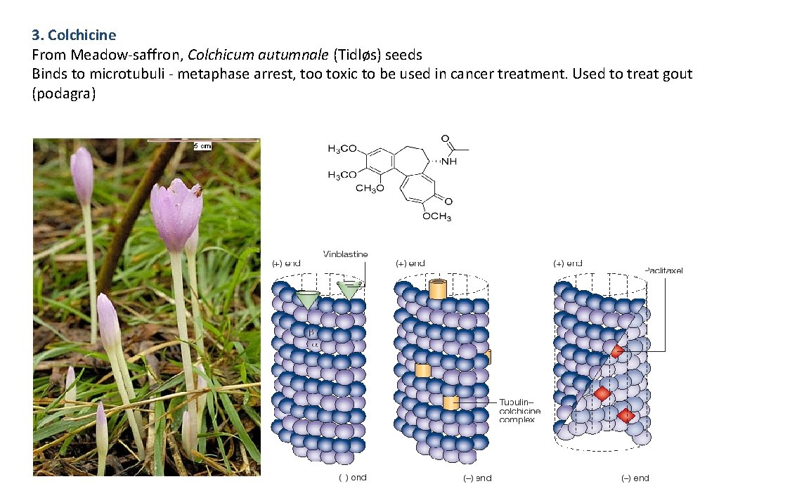 3. Colchicine From Meadow-saffron, Colchicum autumnale (Tidløs) seeds Binds to microtubuli - metaphase arrest,