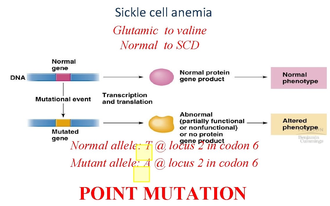 Sickle cell anemia Glutamic to valine Normal to SCD Normal allele: T @ locus