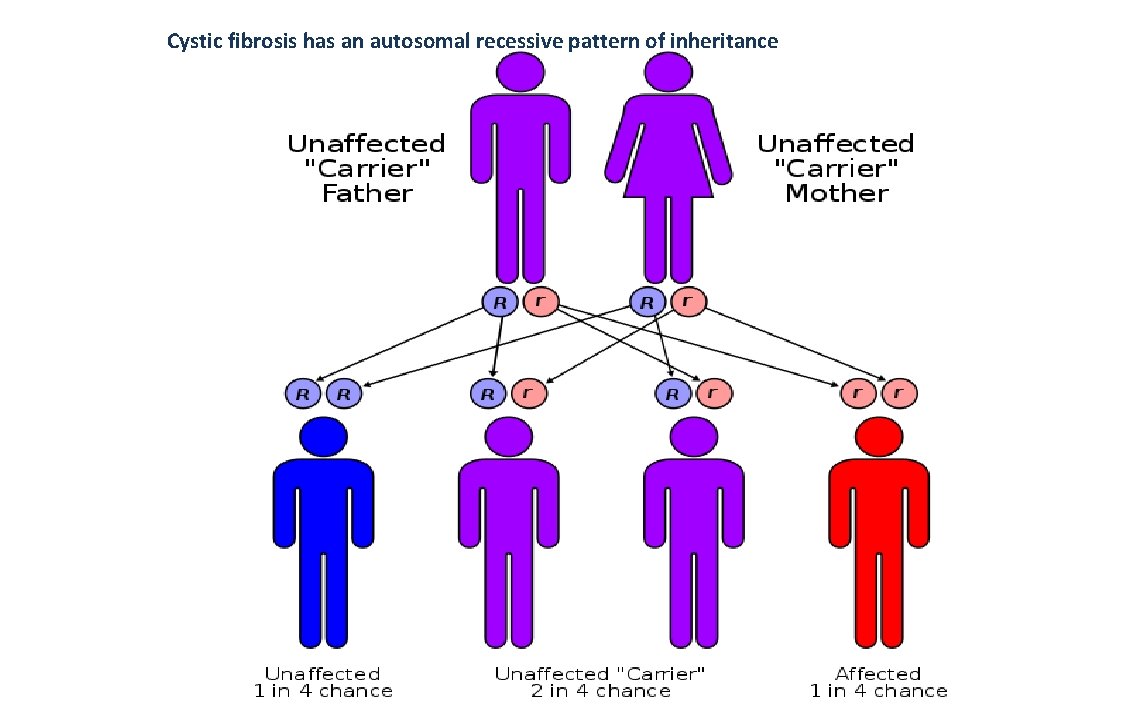 Cystic fibrosis has an autosomal recessive pattern of inheritance 