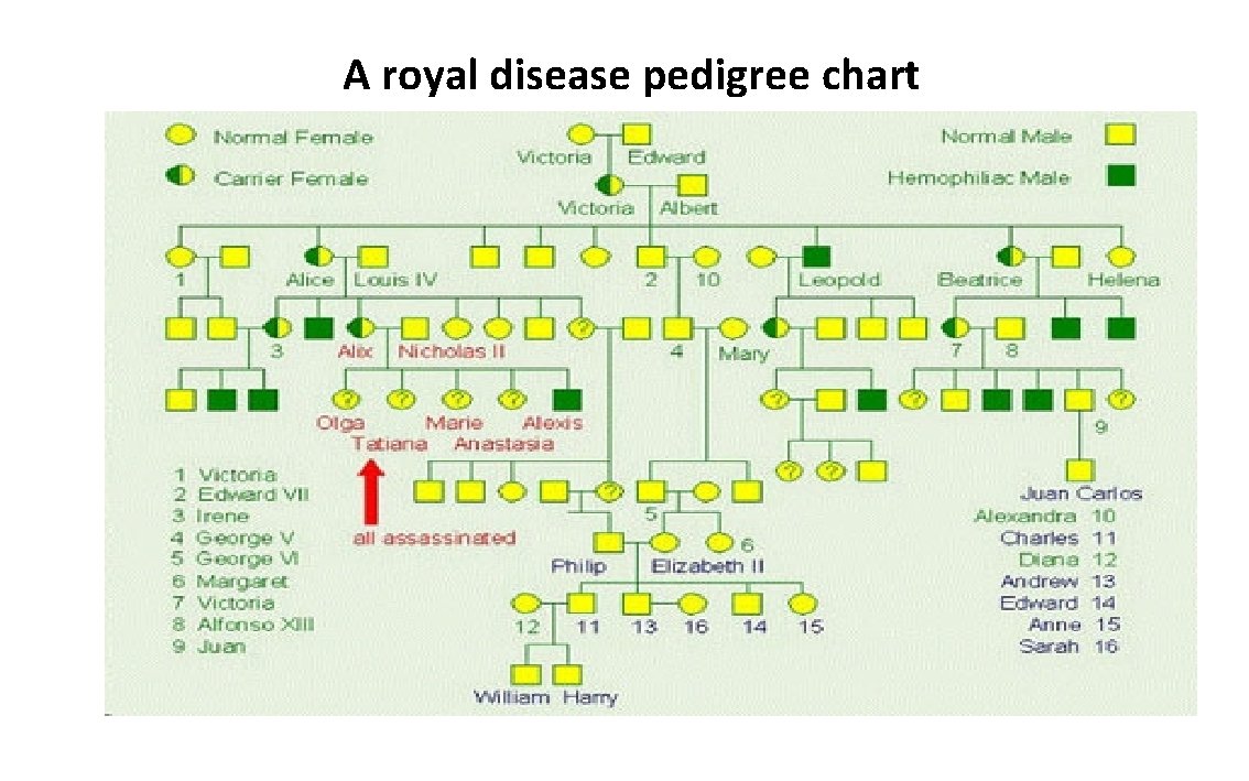 A royal disease pedigree chart 